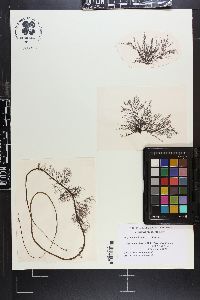 Polysiphonia hendryi image