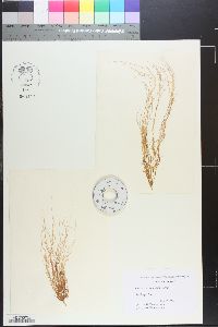 Gracilaria secundata image