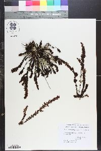 Sargassum brandegeei image