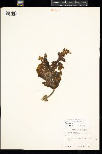 Agarum clathratum image