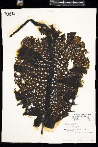 Agarum clathratum image