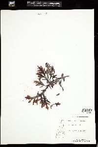 Amansia multifida image