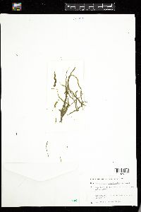 Enteromorpha intestinalis image
