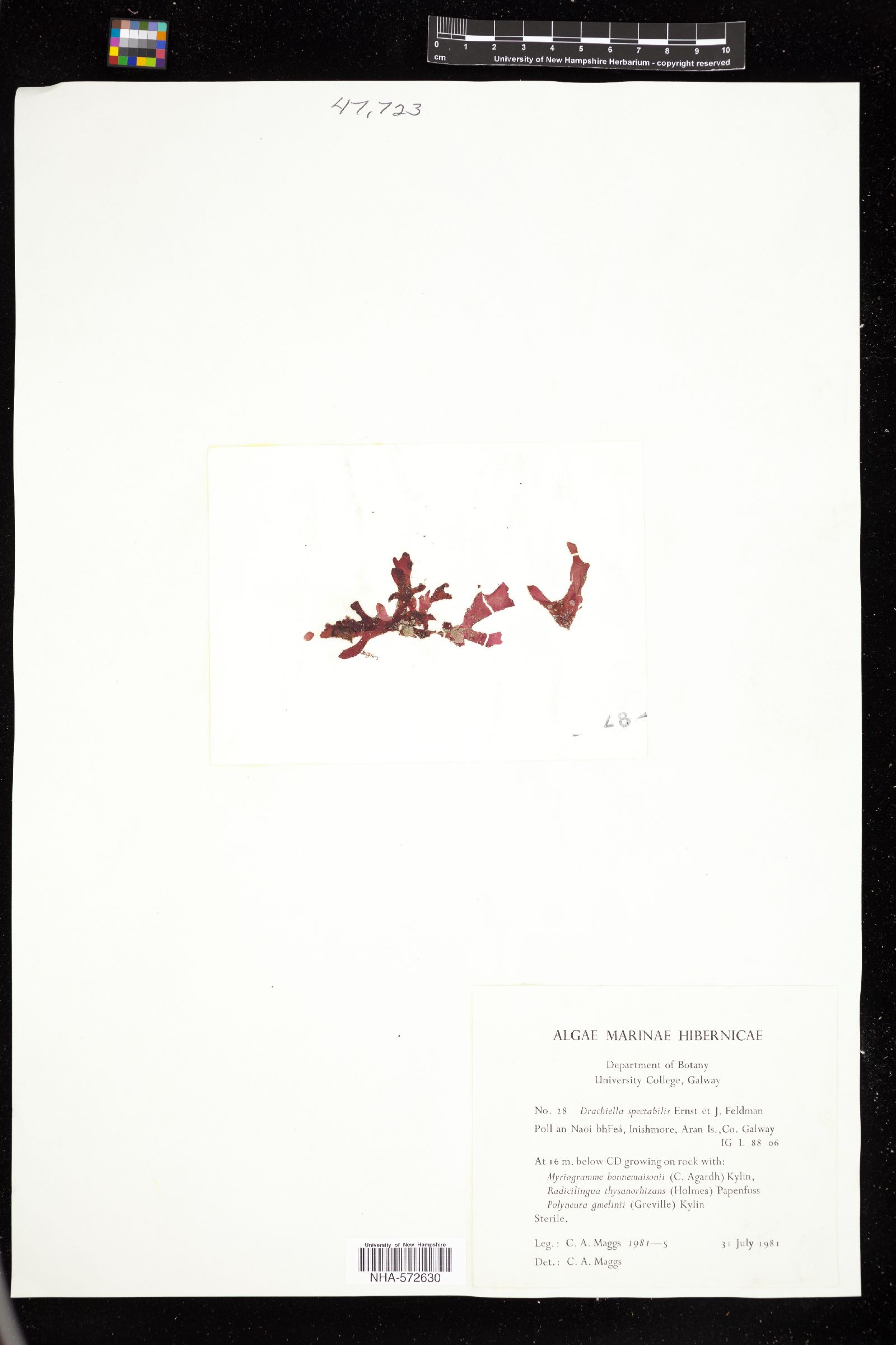 Drachiella spectabilis image