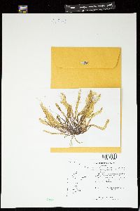 Bolbocoleon piliferum image