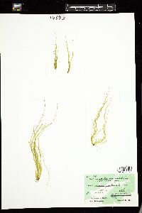 Enteromorpha intestinalis image