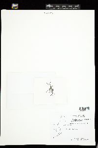 Spongomorpha aeruginosa image