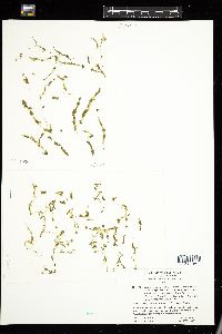 Rosenvingiella polyrhiza image
