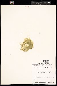 Ulva flexuosa subsp. paradoxa image