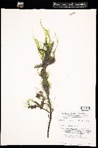 Ulva prolifera image