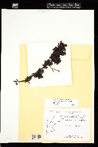 Choreocolax polysiphoniae image