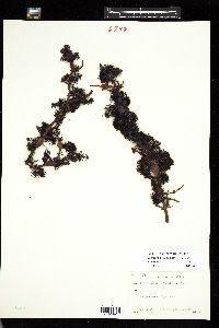 Choreocolax polysiphoniae image