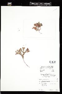Coccotylus truncatus image