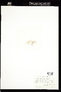 Cottoniella arcuata image