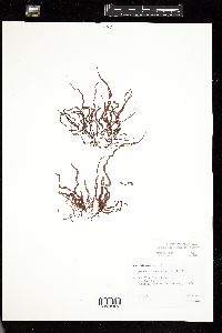 Dumontia contorta image