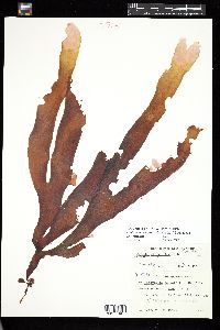 Phycocelis crouaniorum image