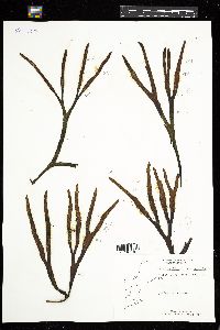 Fucus evanescens image