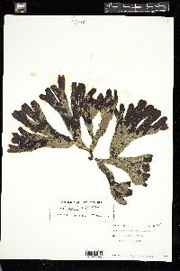 Fucus evanescens image