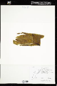 Leptonematella fasciculata image