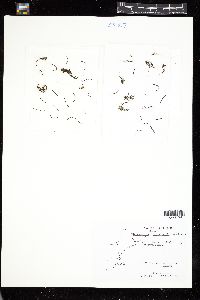 Melanosiphon intestinalis image