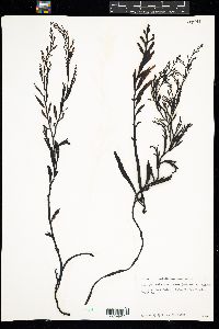 Stephanocystis osmundacea image