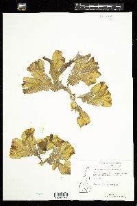 Image of Dictyopteris justii