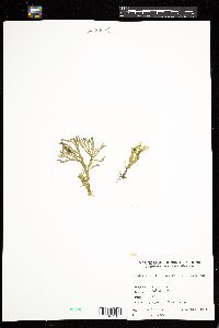 Dictyota dichotoma image