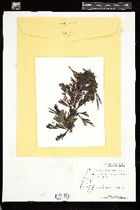 Fucus distichus image