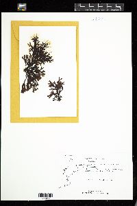 Fucus distichus image