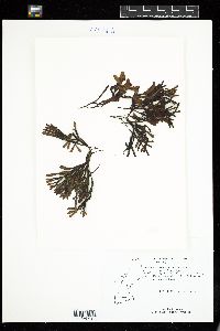 Fucus distichus subsp. distichus image