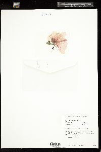 Pyropia leucosticta image