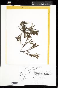 Fucus spiralis image