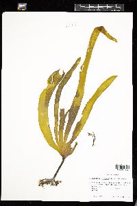 Laminaria digitata image