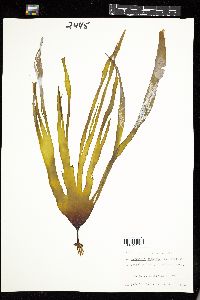 Laminaria digitata image