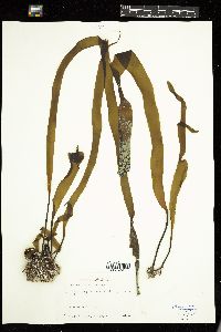 Laminaria longipes image