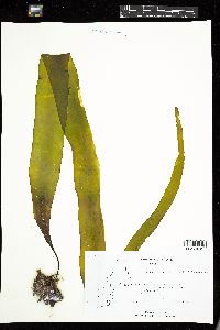 Laminaria saccharina image