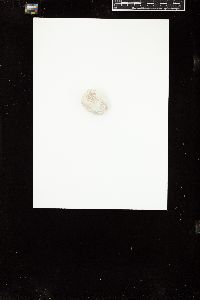 Phymatolithon lamii image