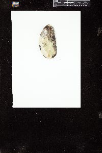 Phymatolithon tenue image