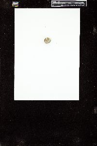 Phymatolithon tenue image