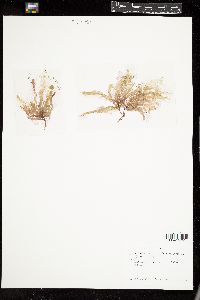 Ulonema rhizophorum image