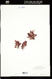 Plocamium violaceum image