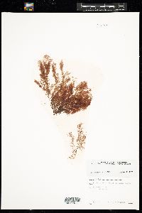 Polysiphonia flexicaulis image