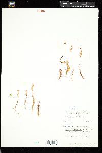 Porphyra linearis image