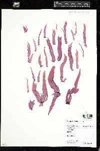Porphyra linearis image