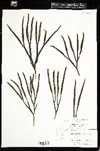 Fucus evanescens image