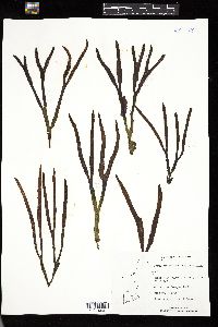 Fucus evanescens image