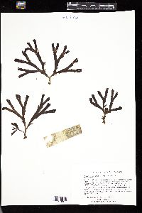 Fucus evanescens image