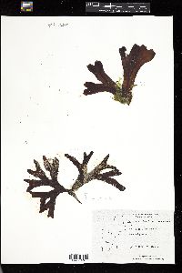 Fucus evanescens image