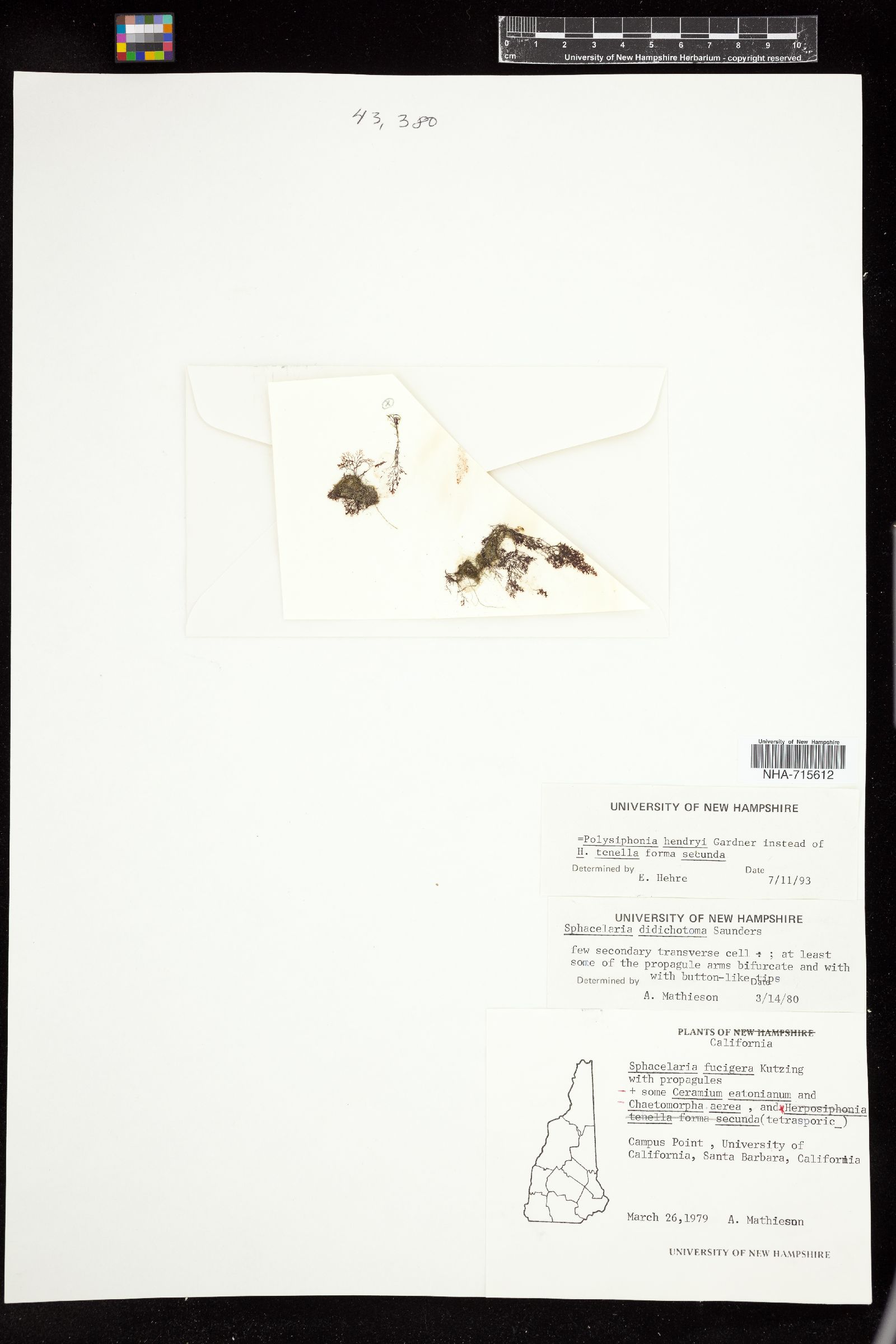 Sphacelaria didichotoma image