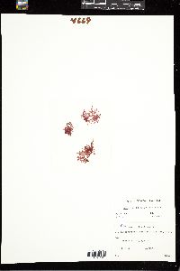 Membranoptera alata image